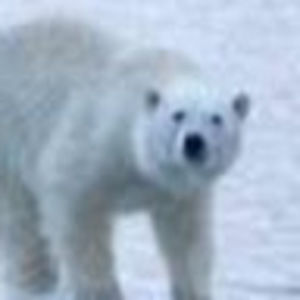 Meet your Posher, Hope